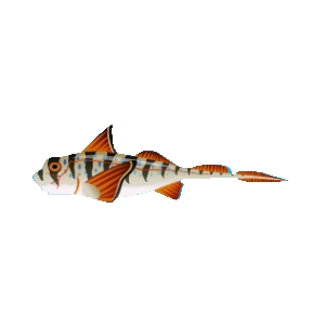 Tiger Stripe Chimaera